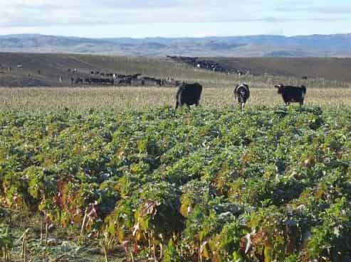 566 Lauder Road, Omakau