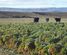 566 Lauder Road, Omakau, Central Otago, Central Otago / Lakes District