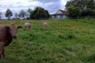 193 Ormsby Road, Pirongia, Waipa, Waikato