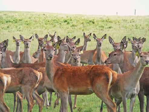 87 Turners Road, Waihao Downs