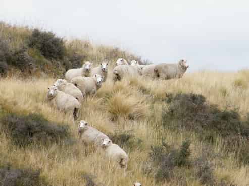 225 Broxton Road, Pyramid Valley