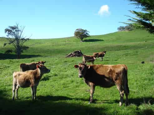 231 Rusk Road, Hukerenui and Surrounds