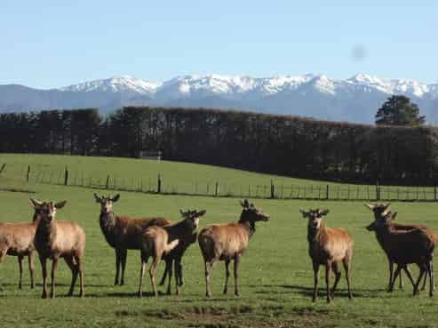 355 Kopua Road, Ormondville