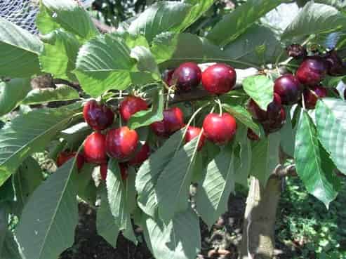 17 Wilkie Street, Motueka