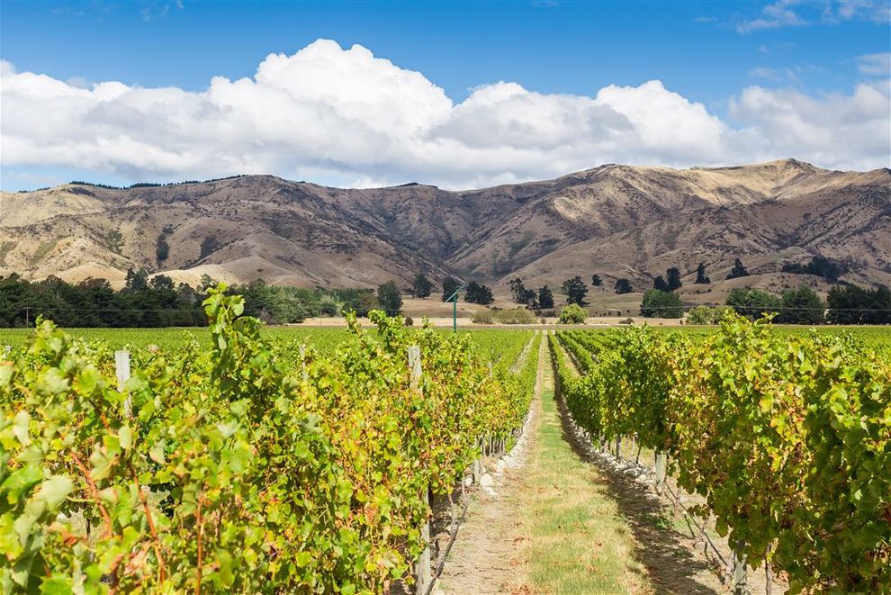 For sale Secure Your Vineyard in the Wairau Valley - realestate.co.nz