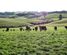 334 Waimahaka Fortification Road, Wyndham Surrounds, Southland, Southland
