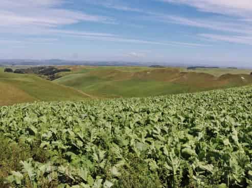 517 Waikakahi Valley Road, Ikawai