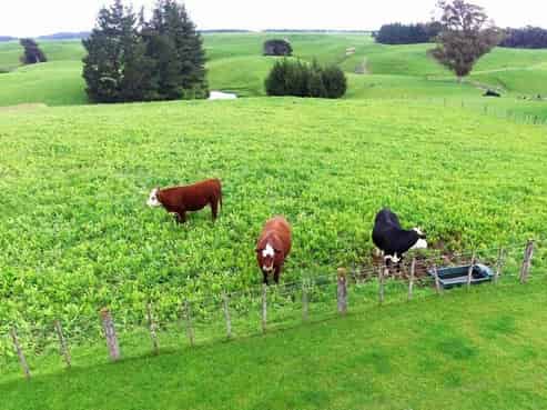 1397 Makino Road, Halcombe