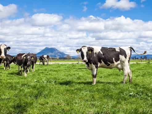 313 Hydro Road, Edgecumbe