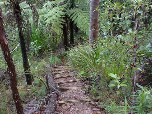 61 Lone Kauri Road, Karekare