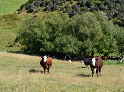 86 West Maerewhenua Road, North Otago Surrounds