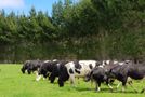 4969 Pouto Road, Pouto, Kaipara, Northland