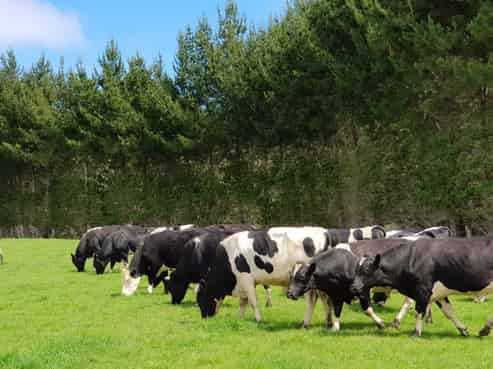 4969 Pouto Road, Pouto