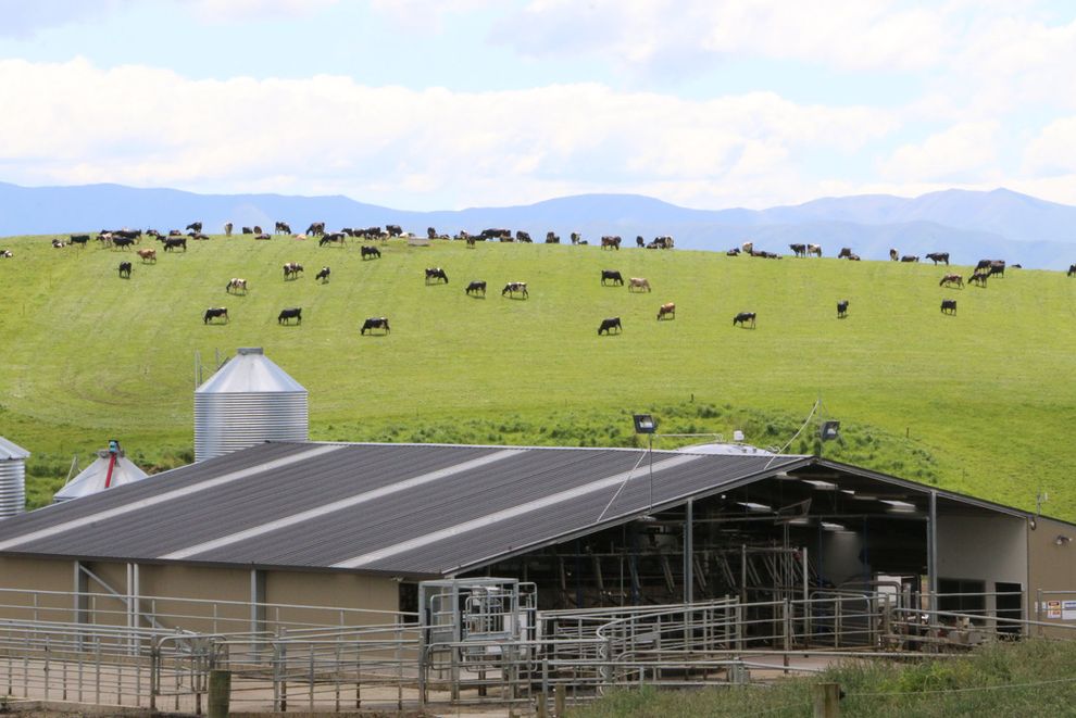 For sale Dairy Farm To Lease realestate.co.nz