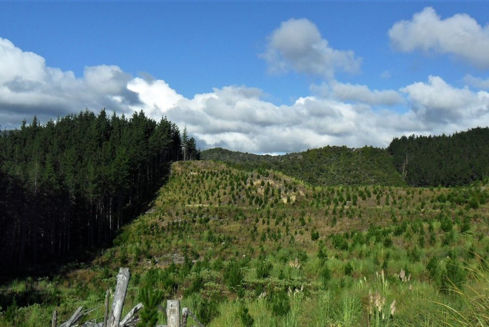 For sale Lot 4 Waiotehue Road, Hokianga Surrounds - realestate.co.nz