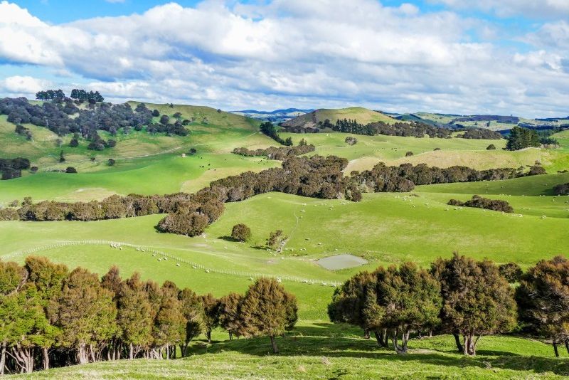 for sale 1312 ngahape road, central hawkes bay country