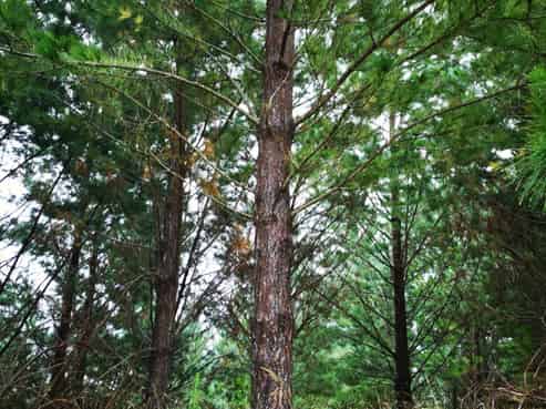 589 Motukawa Road, Tarata