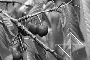 6 Cherry Orchards