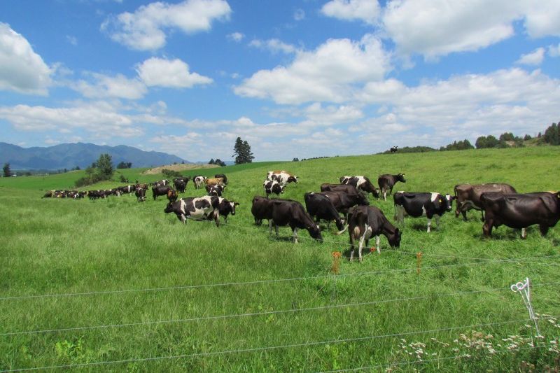 Property value 2230 Pokairoa Road, Murupara Surrounds realestate.co.nz