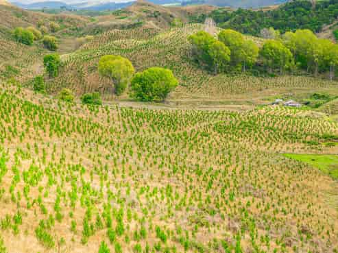 4185 State Highway 2, Kotemaori