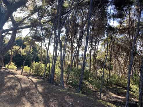 19 Woods Ridge Road, Kawau Island