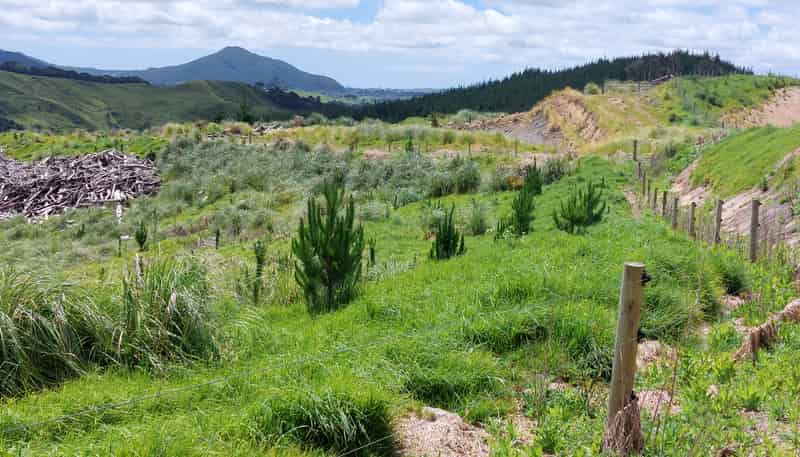Lot 8/47 Kamea Place, Maungaturoto