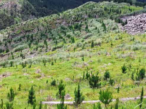 Lot 8/47 Kamea Place, Maungaturoto