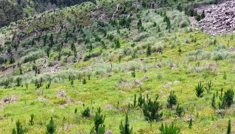 Lot 8/47 Kamea Place, Maungaturoto