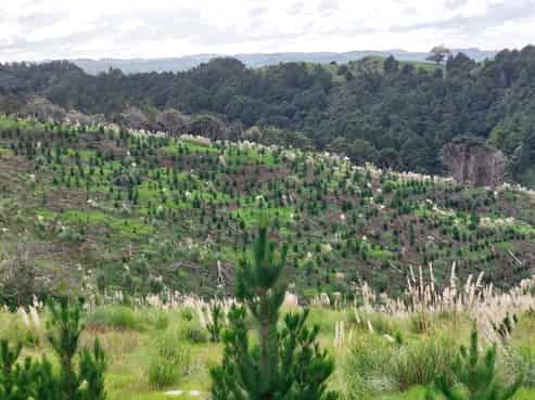 Lot 7/49 Kamea Place, Maungaturoto