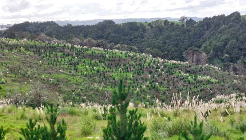 Lot 7/49 Kamea Place, Maungaturoto