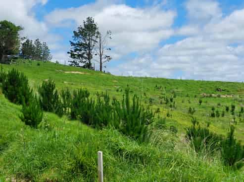 Lot 7/49 Kamea Place, Maungaturoto