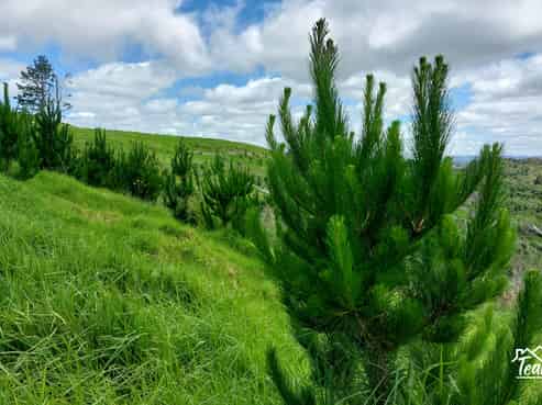 Lot 7/49 Kamea Place, Maungaturoto