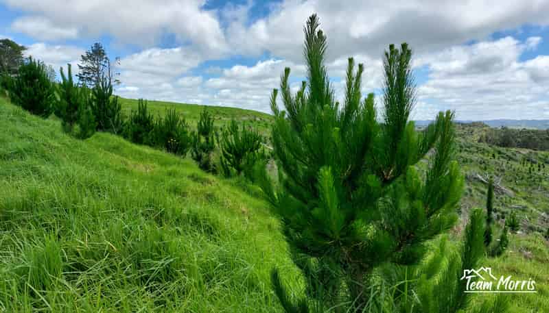 Lot 7/49 Kamea Place, Maungaturoto