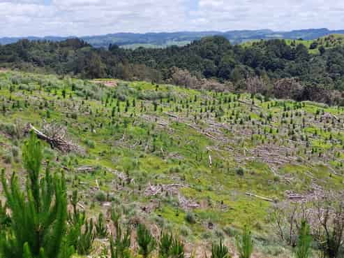 Lot 7/49 Kamea Place, Maungaturoto