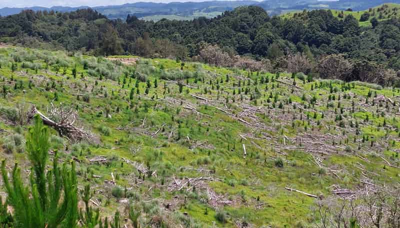 Lot 7/49 Kamea Place, Maungaturoto