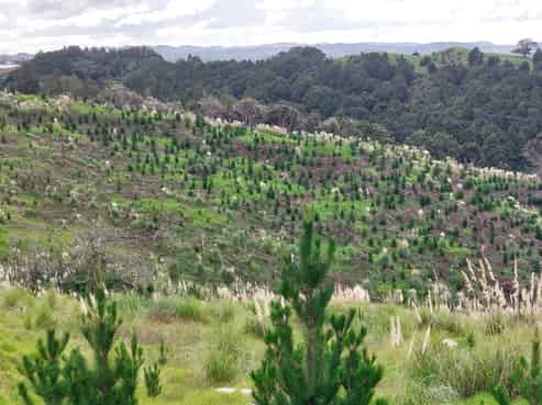 Lot 7/49 Kamea Place, Maungaturoto