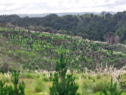 Lot 7/49 Kamea Place, Maungaturoto