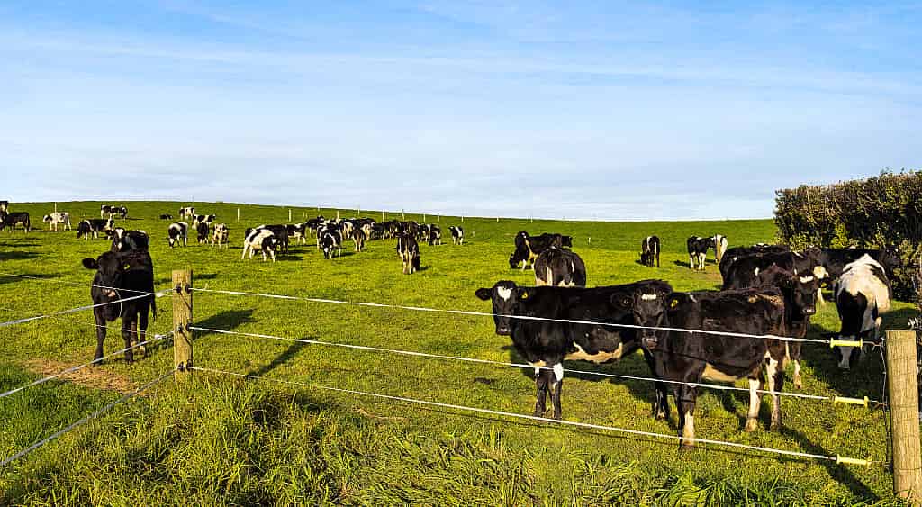 138A Otoia Road, Patea, South Taranaki For Sale realestate.co.nz