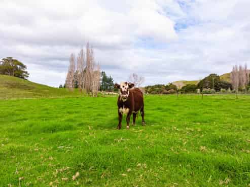 1710 Omana Road, Tangiteroria