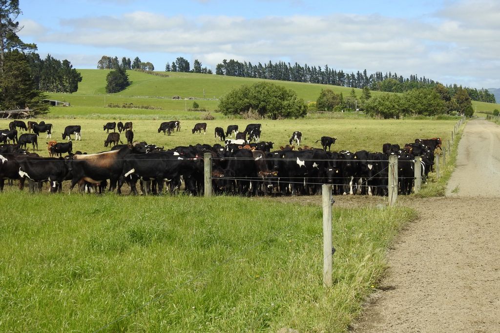 Property value 1147 Lumsden Dipton Highway, Lumsden Surrounds