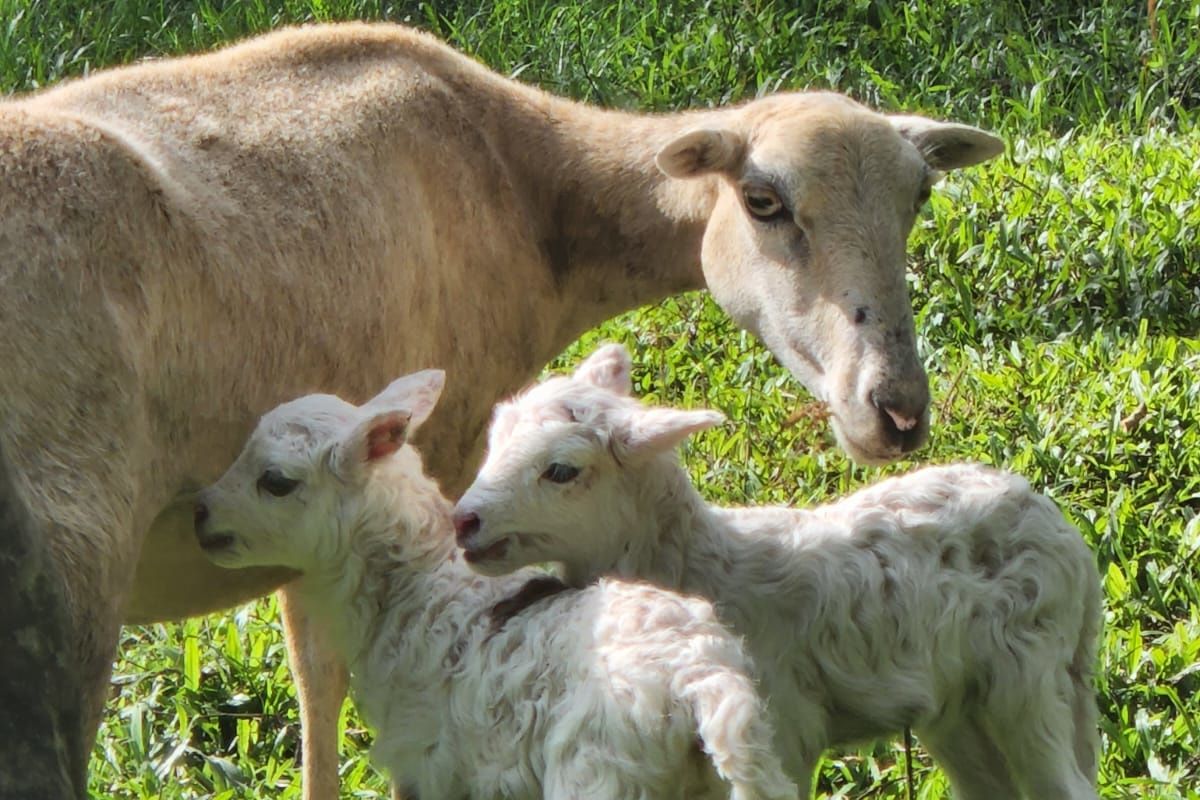 YOUR PICTURE PERFECT 350 ACRE FREEHOLD DREAM FARM - Aanzicht 6
