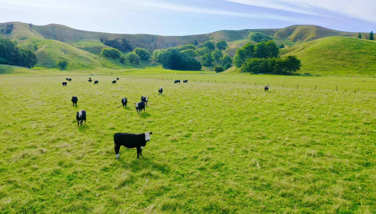 'Waituhi', Lavenham Road, Patutahi, Gisborne For Sale realestate.co.nz