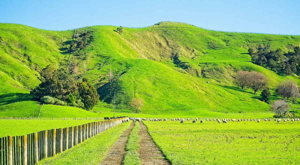 'Waituhi', Lavenham Road, Patutahi, Gisborne For Sale realestate.co.nz