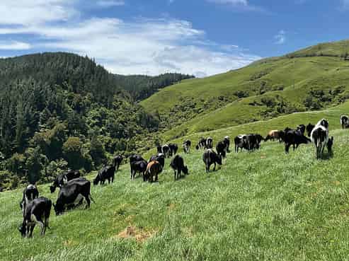 1579 Okupata Road, Oparau