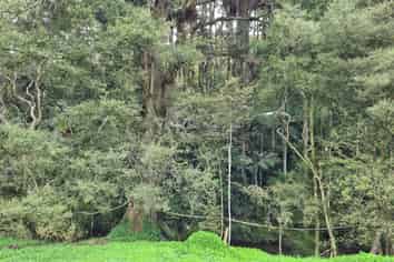 Lot 1 675 Gorge Road, Maungaturoto