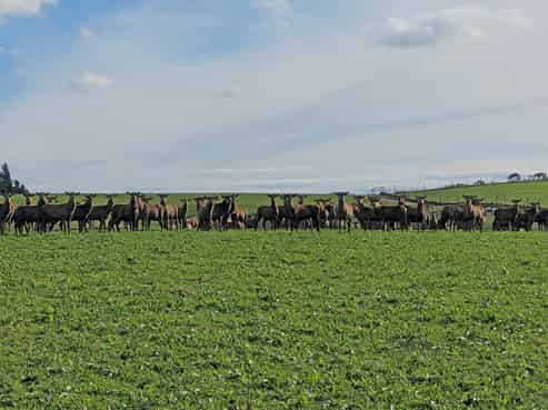 495 Cockleshell Road, Lawrence