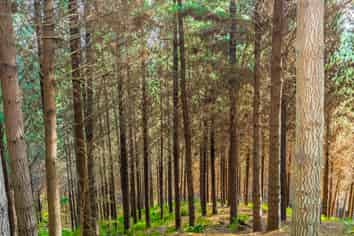  Pine Farm 65, Tiniroto