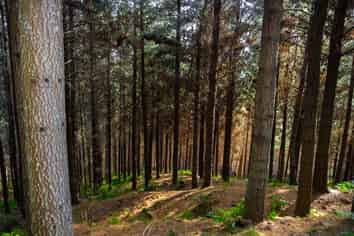  Pine Farm 65, Tiniroto