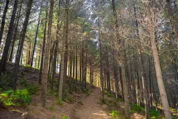  Pine Farm 65, Tiniroto