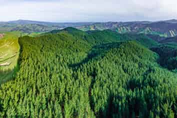  Pine Farm 65, Tiniroto